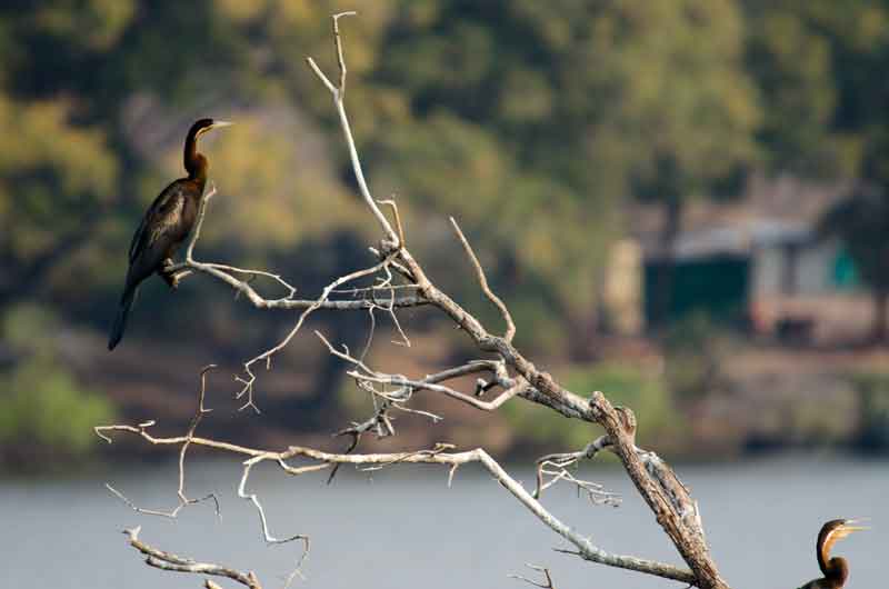 Snake Bird - parque nacional de Chobe - Botswana 1.jpg